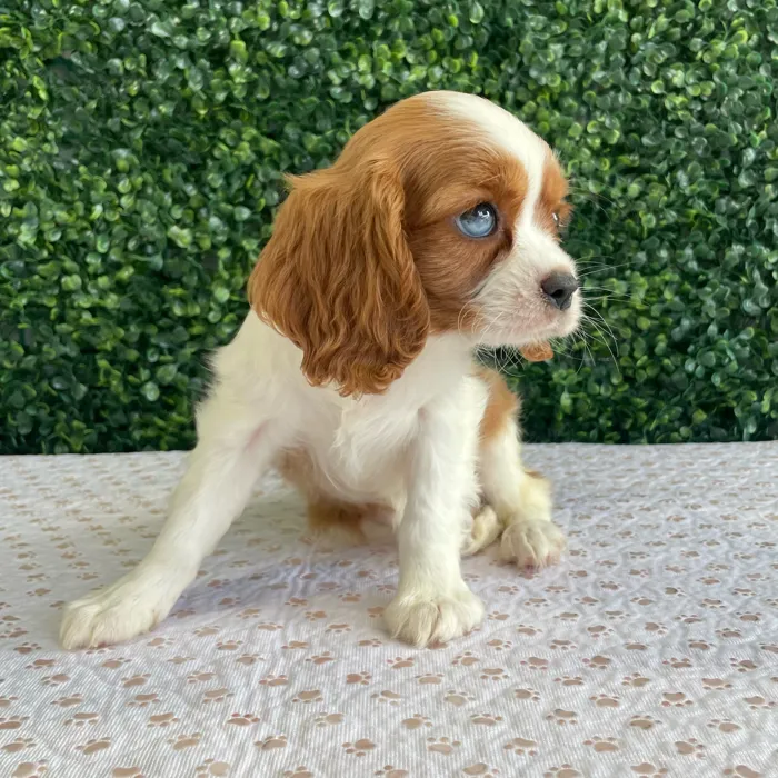 Female Cavalier King Charles Spaniel puppy named Lisa for sale at Puppy Dreams - West Little Rock.