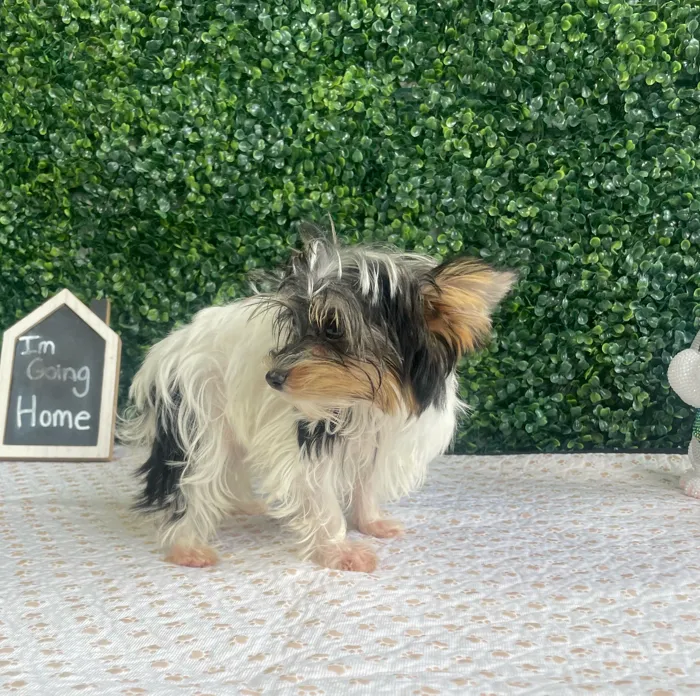 Male Yorkie puppy named Barney for sale at Puppy Dreams - West Little Rock.