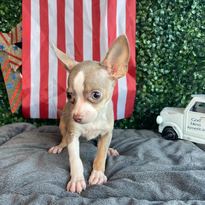 Female Chihuahua puppy named Lily Pad for sale at Puppy Dreams - West Little Rock.
