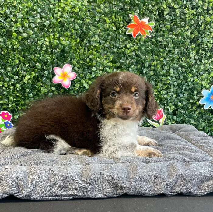 Male Pomeranian/Dachshund puppy named Boone for sale at Puppy Dreams - West Little Rock.