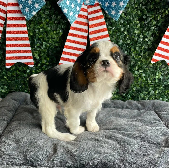 Male Cavalier King Charles Spaniel puppy named Abe for sale at Puppy Dreams - West Little Rock.