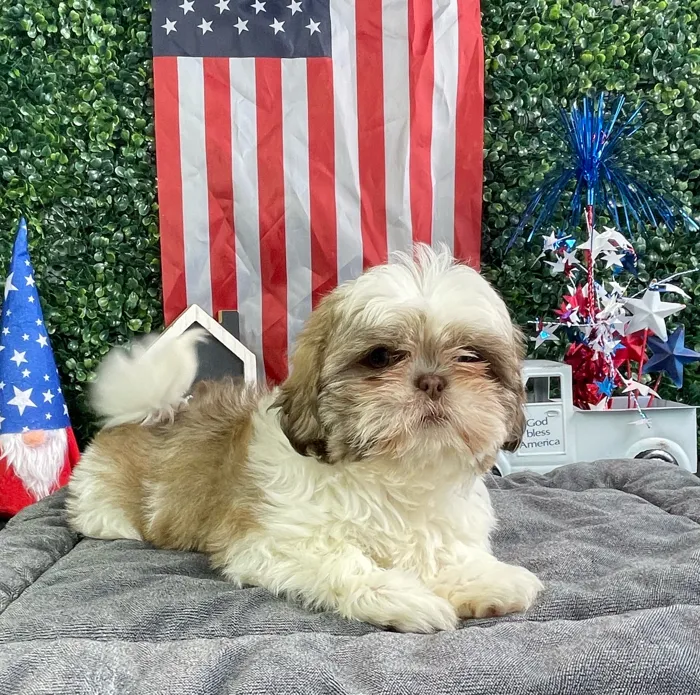 Female Shih Tzu puppy named Monica for sale at Puppy Dreams - West Little Rock.