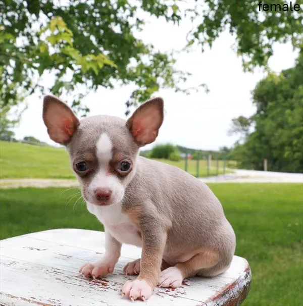 Female Chihuahua puppy for sale at Puppy Dreams - South Little Rock.