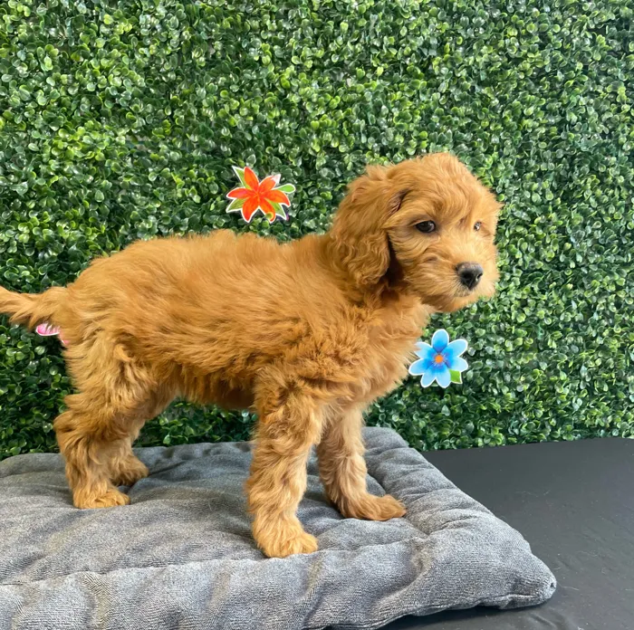 Female Mini Goldendoodle puppy named Hazel for sale at Puppy Dreams - West Little Rock.