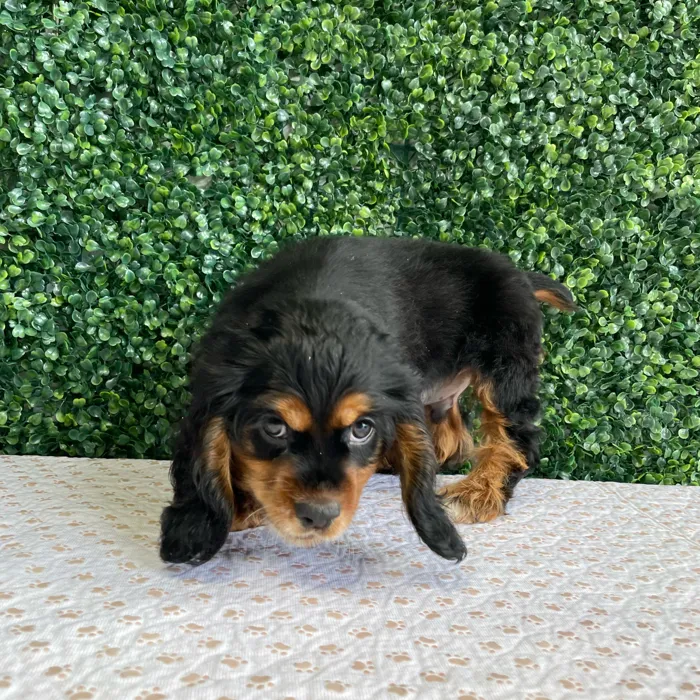 Male Cocker Spaniel puppy named Flanders for sale at Puppy Dreams - West Little Rock.