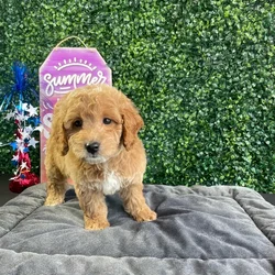 Female Mini Goldendoodle puppy named Biscuit for sale at Puppy Dreams - West Little Rock.