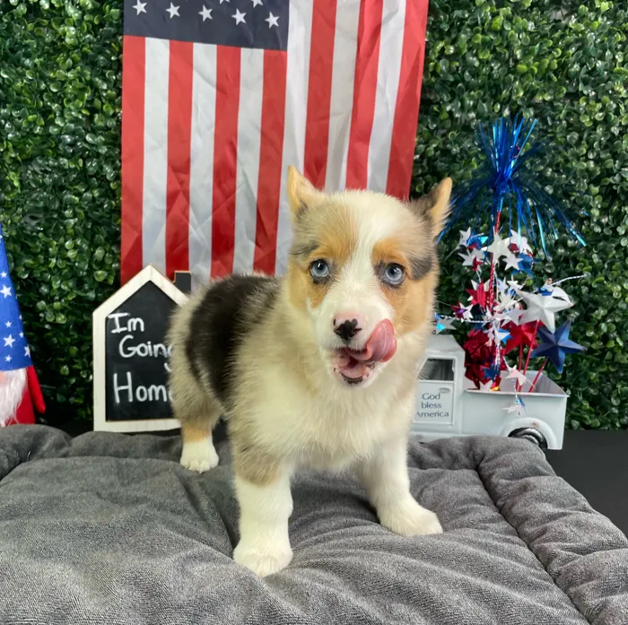 Female Pembroke Welsh Corgi puppy named Rachel for sale at Puppy Dreams - West Little Rock.