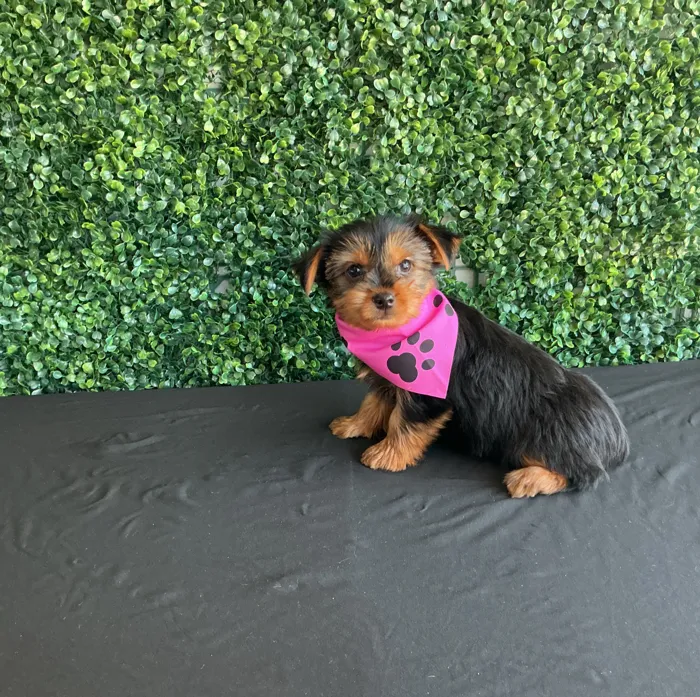 Female Yorkie puppy named Ethyl for sale at Puppy Dreams - West Little Rock.