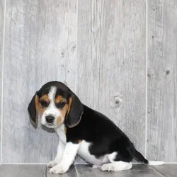 car_main_img_/media/ap_media/pets/FTHXWIUBPHOH118063.webp.250x250_q85.webp
