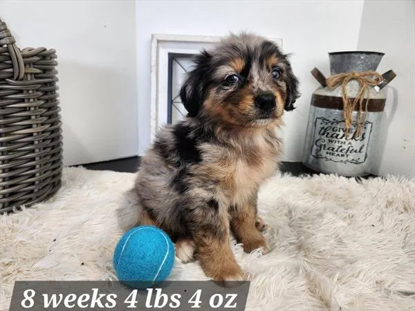 Male Australian Shepherd puppy for sale at Puppy Dreams - South Little Rock.