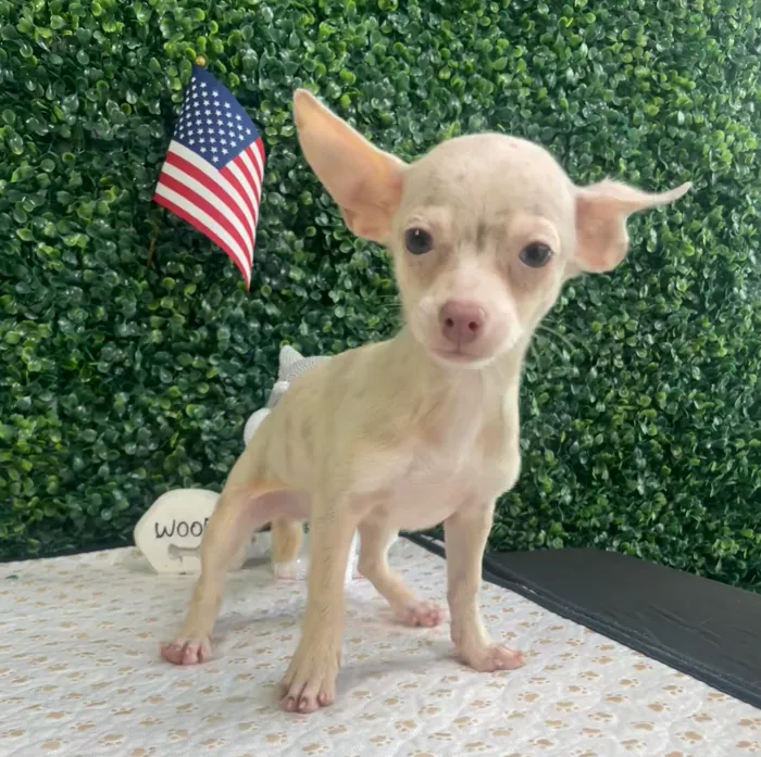 Male Chihuahua puppy named Tiny for sale at Puppy Dreams - West Little Rock.