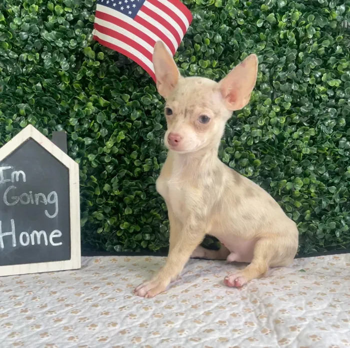Male Chihuahua puppy named Tiny for sale at Puppy Dreams - West Little Rock.