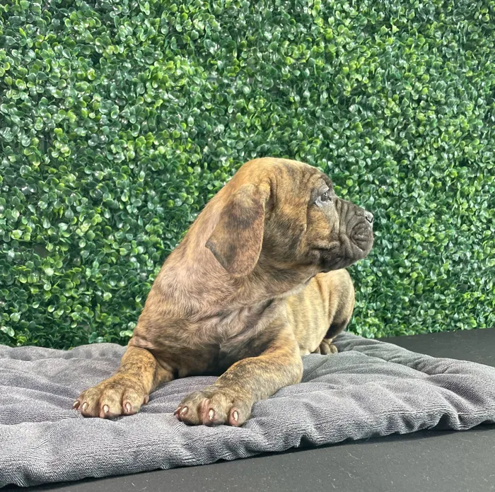Female Cane Corso puppy named Porche for sale at Puppy Dreams - West Little Rock.