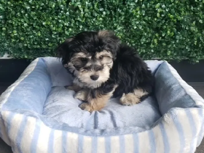 Male Yochon Puppy for Sale in Little Rock, AR