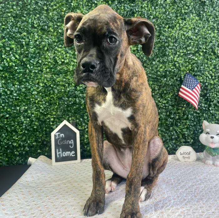 Female Boxer puppy named Gracie for sale at Puppy Dreams - West Little Rock.