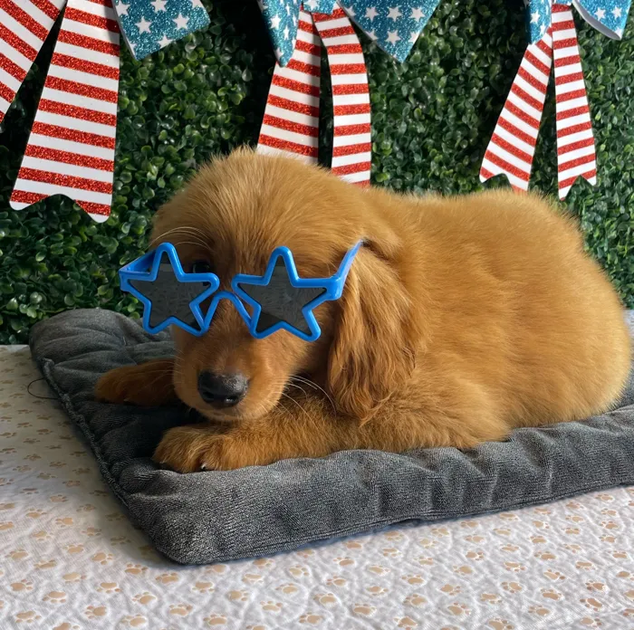 Male Golden Retriever puppy named Boomer for sale at Puppy Dreams - West Little Rock.
