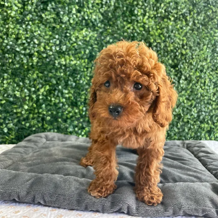 Female Mini Poodle puppy named Krabby for sale at Puppy Dreams - West Little Rock.