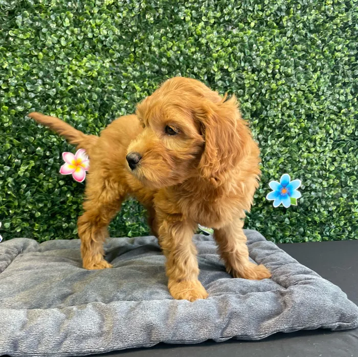 Female Mini Goldendoodle puppy named Hazel for sale at Puppy Dreams - West Little Rock.