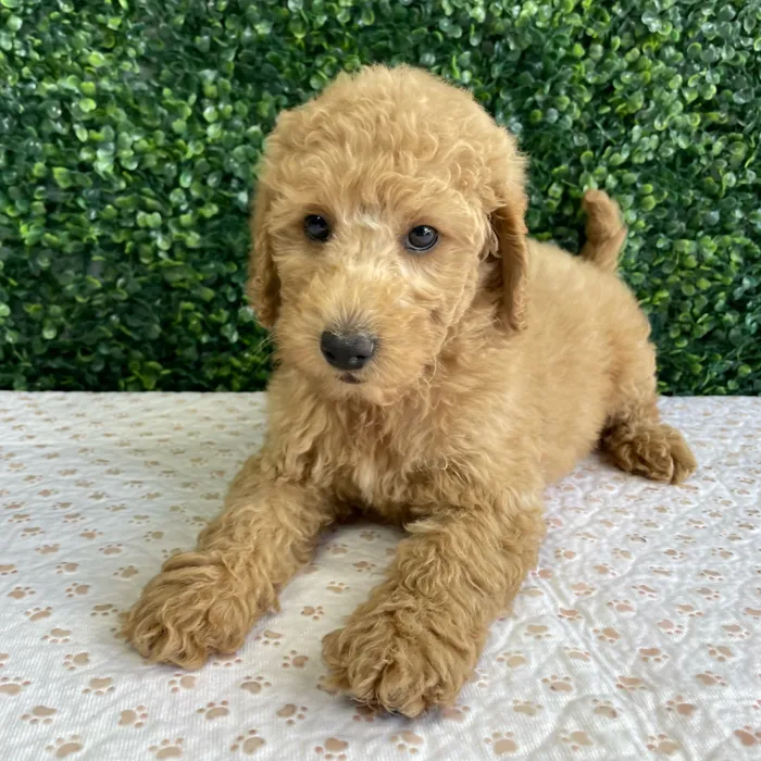 Male 2Nd Gen Mini Goldendoodle puppy named Homer for sale at Puppy Dreams - West Little Rock.