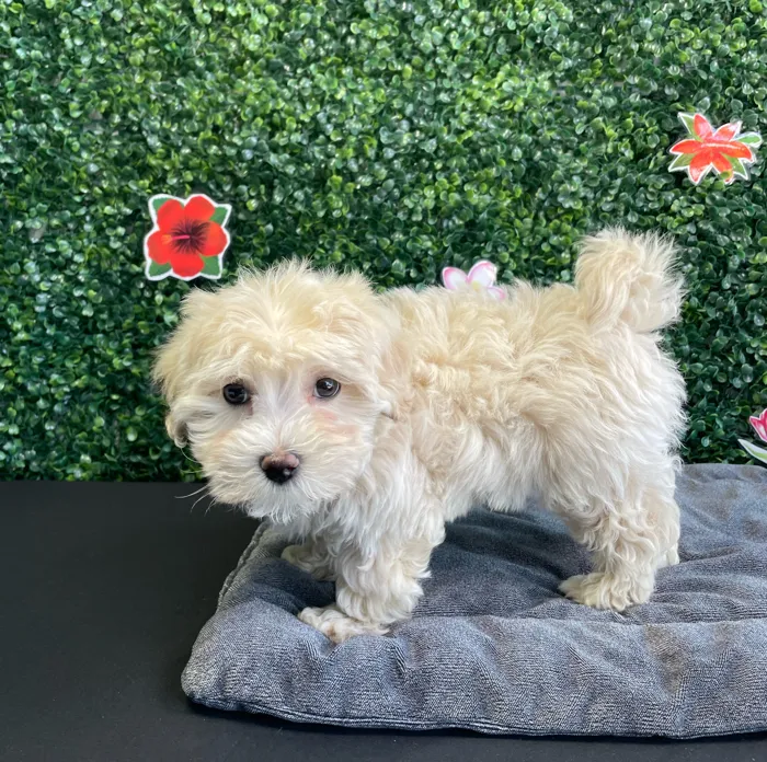 Female Maltipoo puppy named Saffron for sale at Puppy Dreams - West Little Rock.