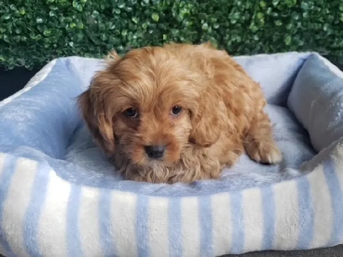 Male Cavapoo Puppy for Sale in Little Rock, AR