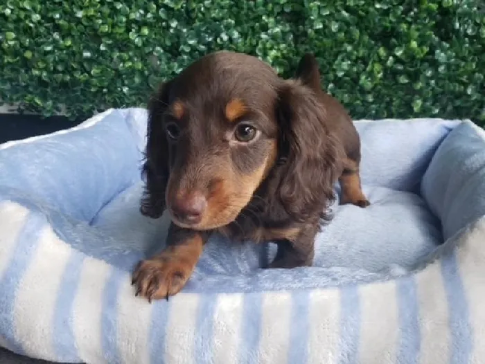 Female Dachshund Puppy for Sale in Little Rock, AR