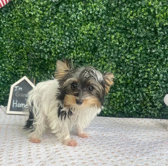 Male Yorkie puppy named Barney for sale at Puppy Dreams - West Little Rock.