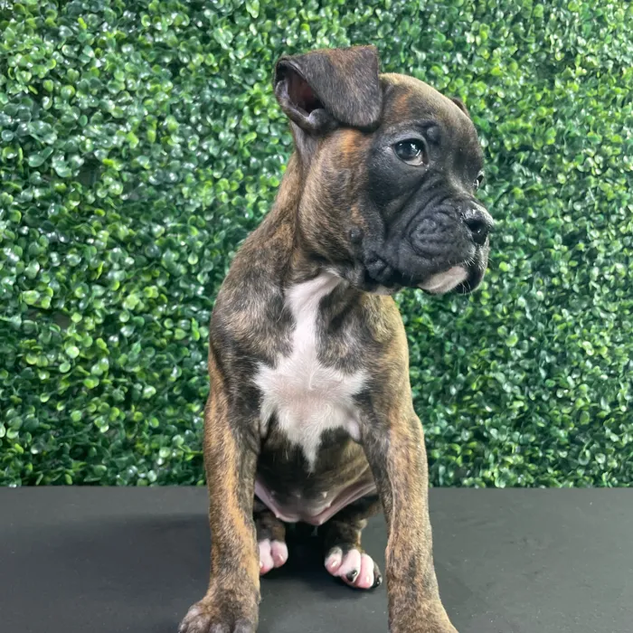 Female Boxer puppy named Gracie for sale at Puppy Dreams - West Little Rock.