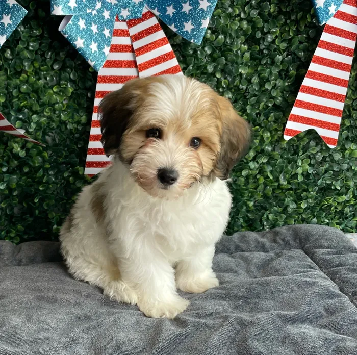 Male Yochon puppy named Sparkler for sale at Puppy Dreams - West Little Rock.