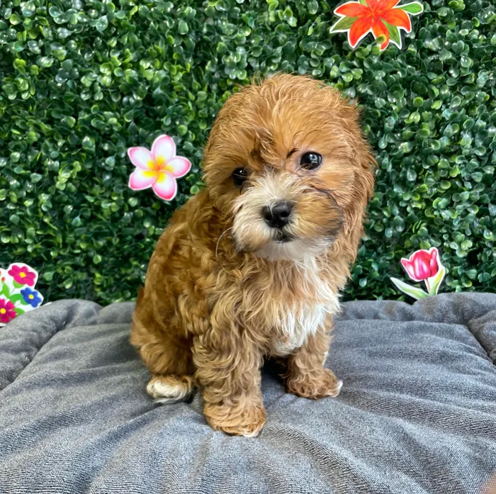Female Shipoo puppy named Ginger for sale at Puppy Dreams - West Little Rock.
