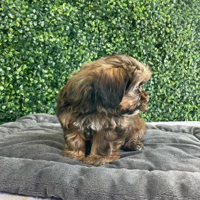 Female Shorkie puppy named Thelma for sale at Puppy Dreams - West Little Rock.