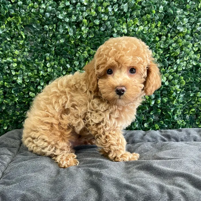 Male Cockapoo puppy named Bart for sale at Puppy Dreams - West Little Rock.
