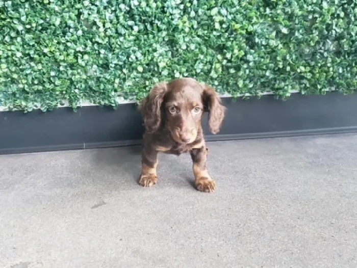 Female Dachshund Puppy for Sale in Little Rock, AR
