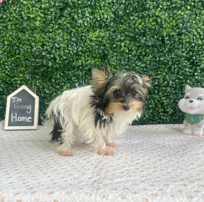 Male Yorkie puppy named Barney for sale at Puppy Dreams - West Little Rock.