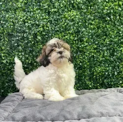 Female Teddy Bear puppy named Juicy for sale at Puppy Dreams - West Little Rock.