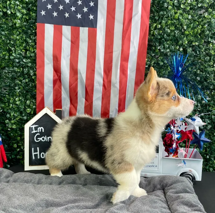 Female Pembroke Welsh Corgi puppy named Rachel for sale at Puppy Dreams - West Little Rock.