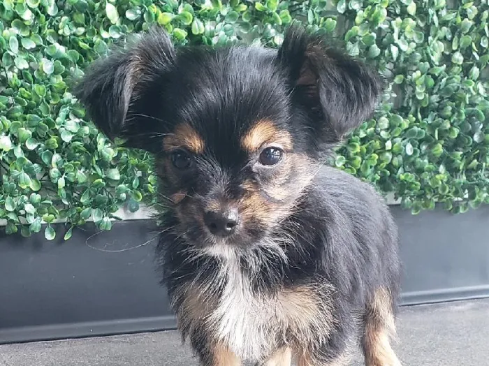 Male Chorkie Puppy for Sale in Little Rock, AR