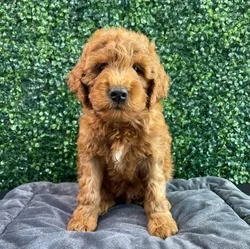 Male Mini Poodle-Mini Goldendoodle puppy named Jimmy Chew for sale at Puppy Dreams - West Little Rock.