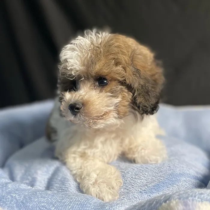 Male Bichon-Poodle puppy named Pluto for sale at Puppy Dreams - West Little Rock.