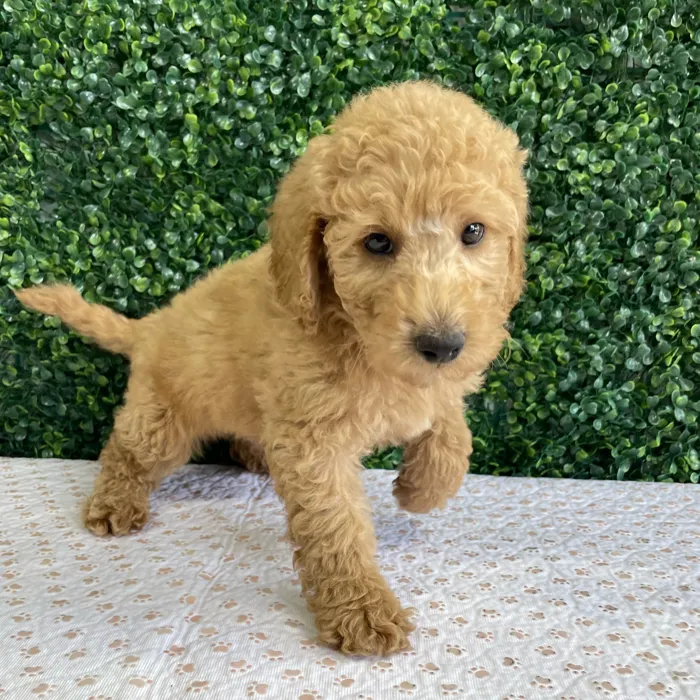 Male 2Nd Gen Mini Goldendoodle puppy named Homer for sale at Puppy Dreams - West Little Rock.