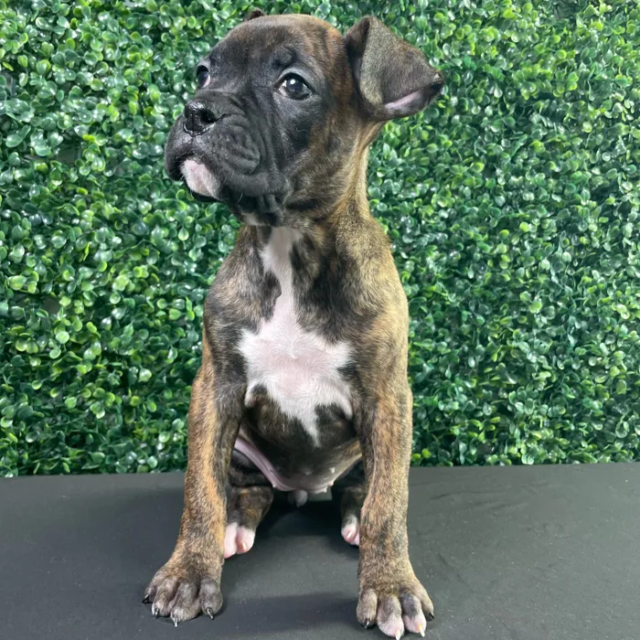 Female Boxer puppy named Gracie for sale at Puppy Dreams - West Little Rock.