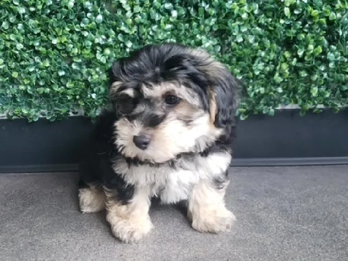 Male Yochon Puppy for Sale in Little Rock, AR