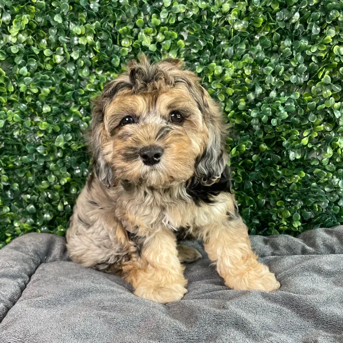Female Cockapoo puppy named Nala for sale at Puppy Dreams - West Little Rock.