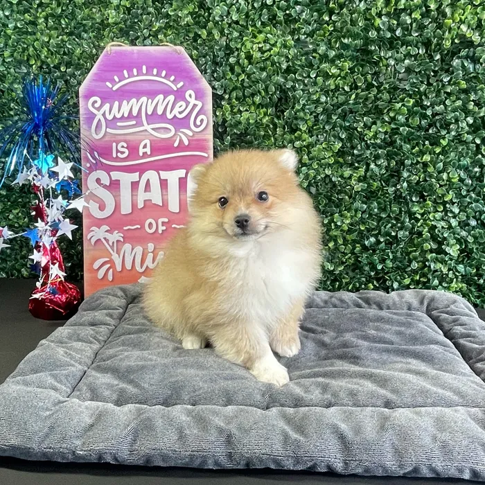 Unknown Pomeranian puppy named Edna for sale at Puppy Dreams - West Little Rock.