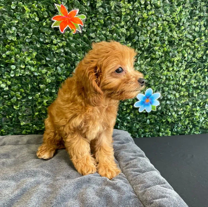 Female Cavapoo puppy named Honey for sale at Puppy Dreams - West Little Rock.