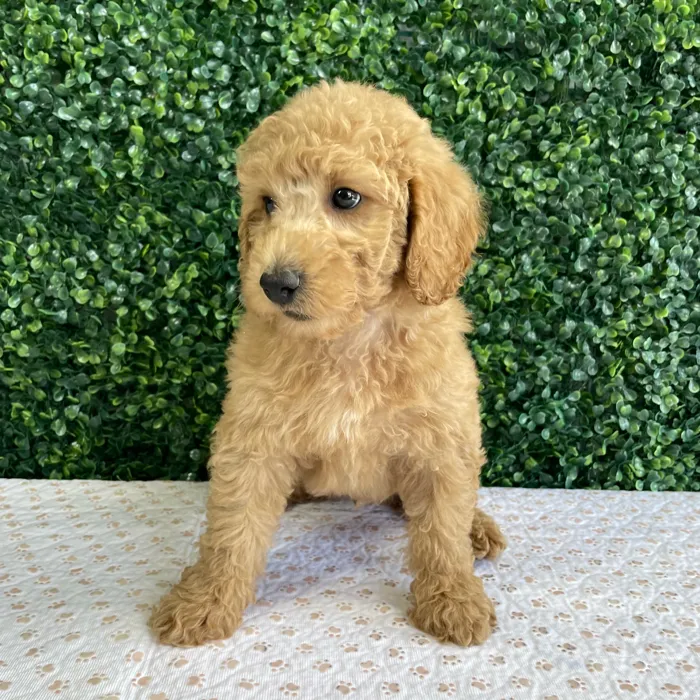 Male 2Nd Gen Mini Goldendoodle puppy named Homer for sale at Puppy Dreams - West Little Rock.