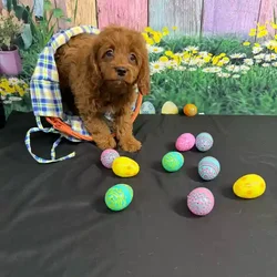 car_main_img_/media/ap_media/pets/JKCNGXPVAIQE117146.webp.250x250_q85.webp