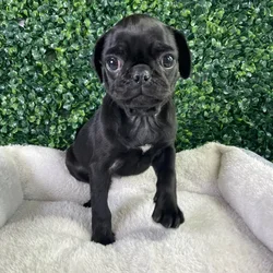 Female Pug puppy named Hanna for sale at Puppy Dreams - West Little Rock.