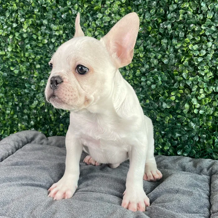 Male French Bulldog puppy named Timon for sale at Puppy Dreams - West Little Rock.