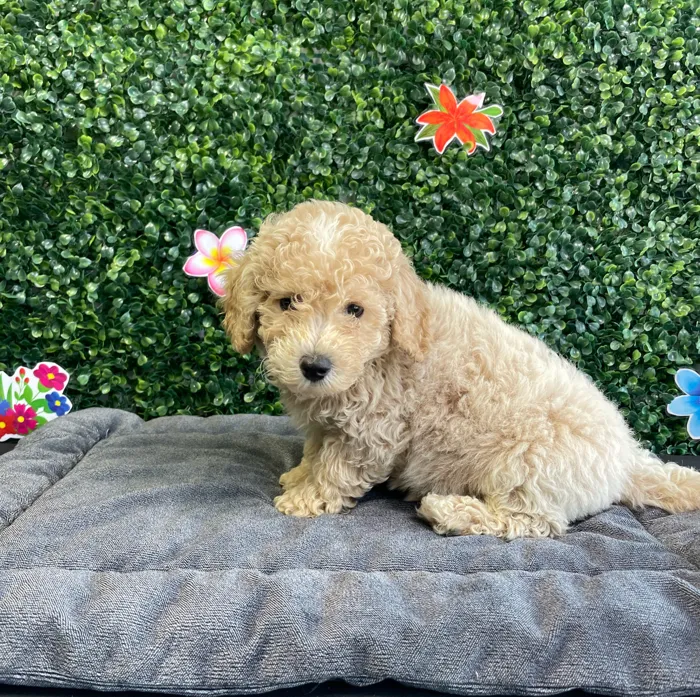 Male Bichon-Poodle puppy named Oakley for sale at Puppy Dreams - West Little Rock.